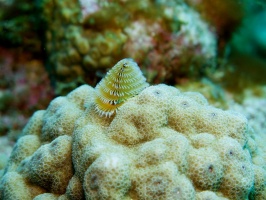 Christmas Tree Worm IMG 9741